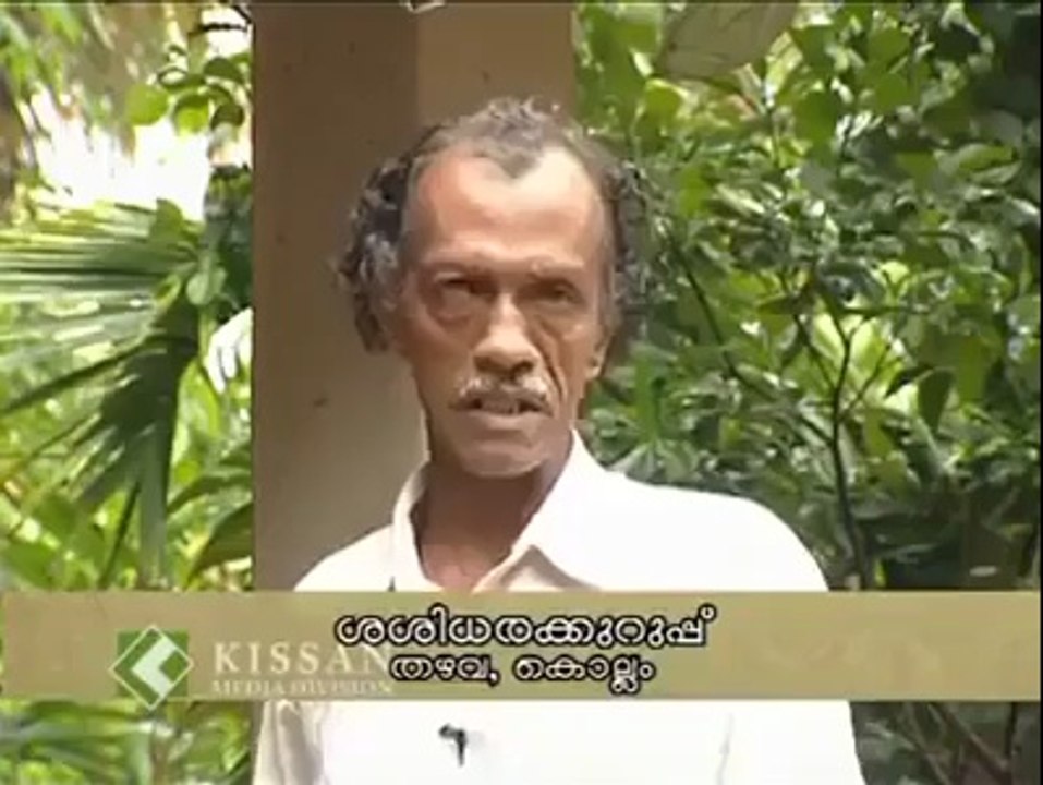 একটি গাভির ৫টি বাচ্ছা না দেখলে মিস করবেন ---