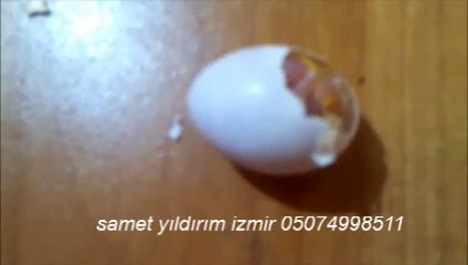 sultan papağanı yumurtadan çıkma anı samet yıldırım