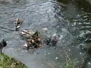 Surya, Brownie, Bailey, Vodka et Tiger