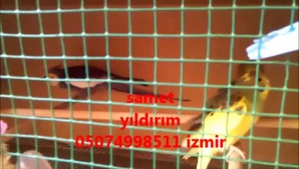 erkek sultan papağanı kur dansı ve ötüşü