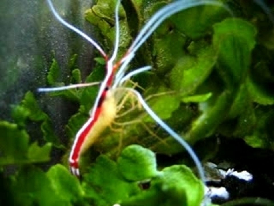 Crevette barbier d'amboine, vidéo