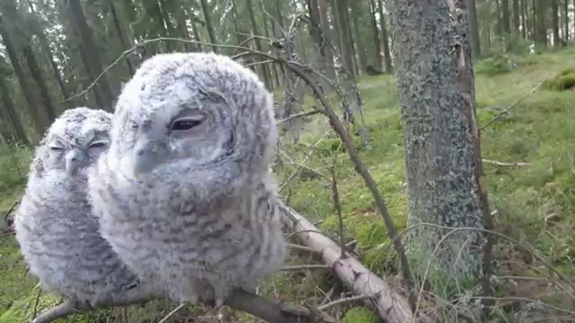 ⁣Jamming baby owls