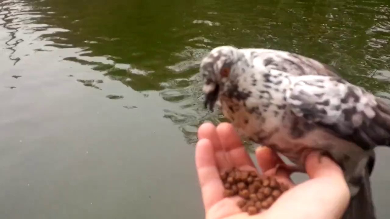 VID_20140411_1510252014年4月バンコク　ワットマハーブッ　手のり鳩