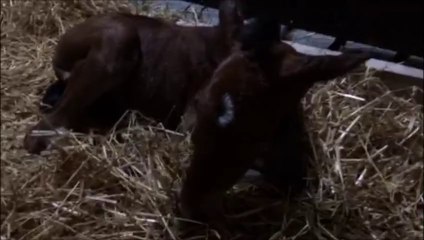 E de Primavéra et Pagalor