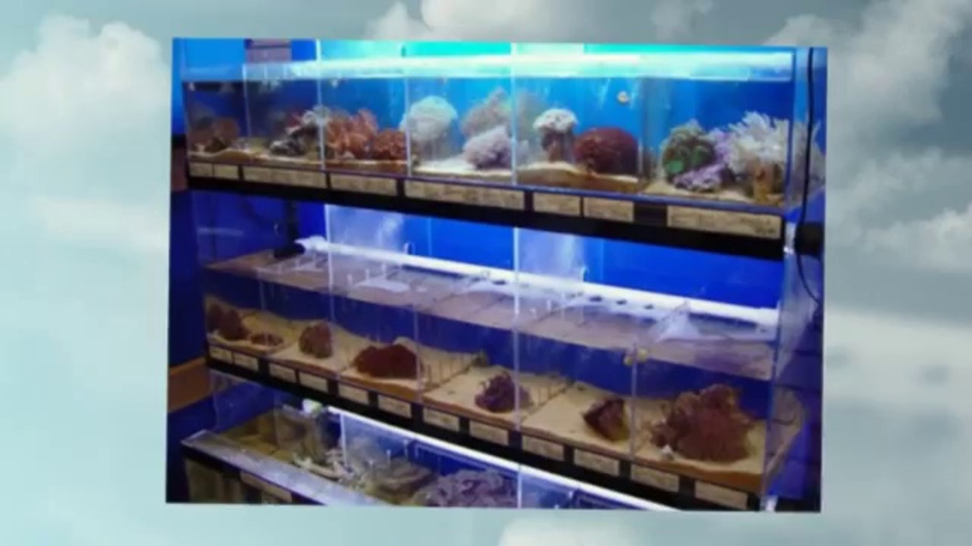 ⁣Aquarium Store