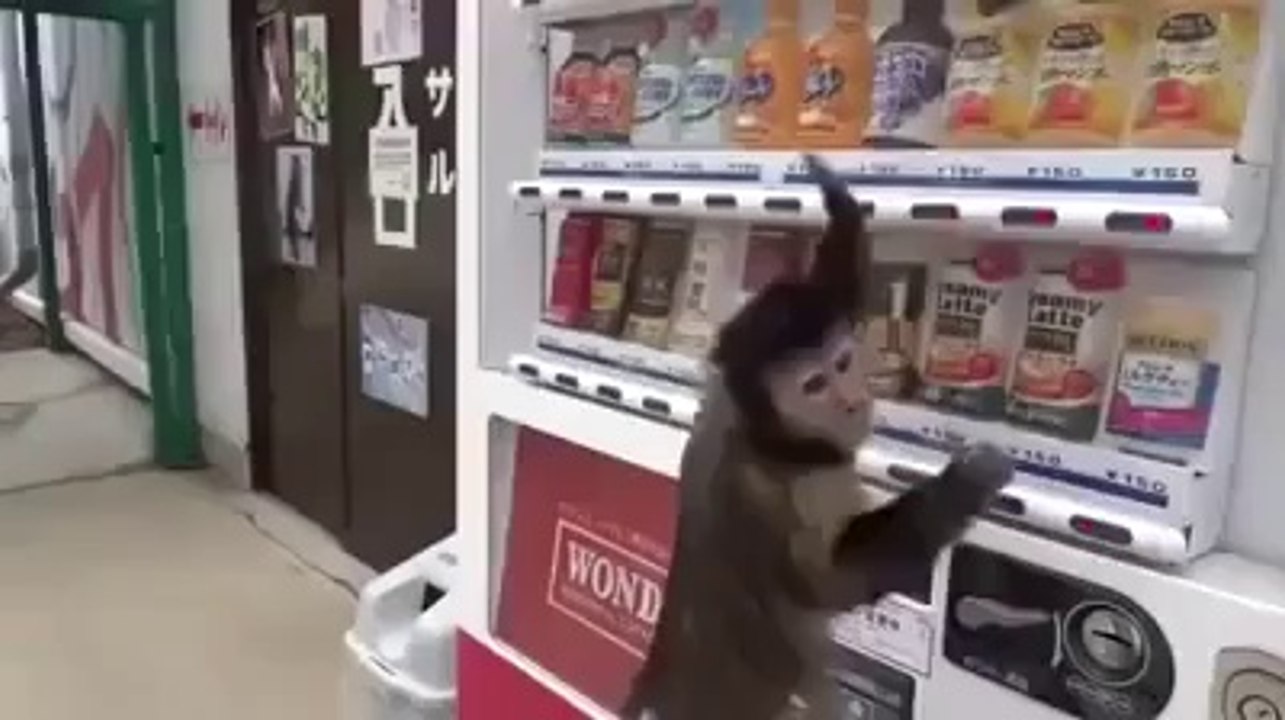 Monky Purchase Drink Juice in Market