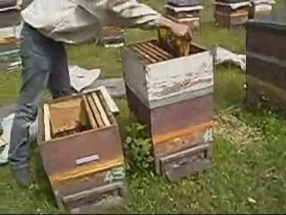 80 binlik kovan oluşturulması