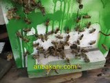 ana arı çiftleştirme kutusu polen akımı