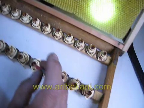 Ana arı üretimi ve larva trasferi