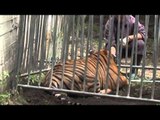 San Giuseppe Vesuviano (NA) - Tigre scappa dal circo, ritrovata (26.05.14)