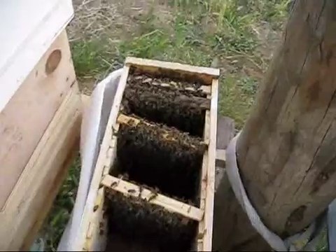 Anaarı çiftleştirme Kutusu Arılandırmas