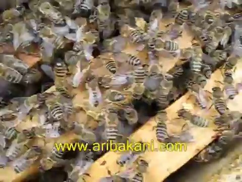 Anasız koloni davranışı ve durumu