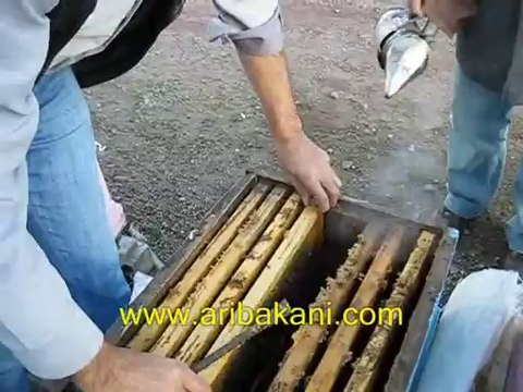 anasız koloni davranışı