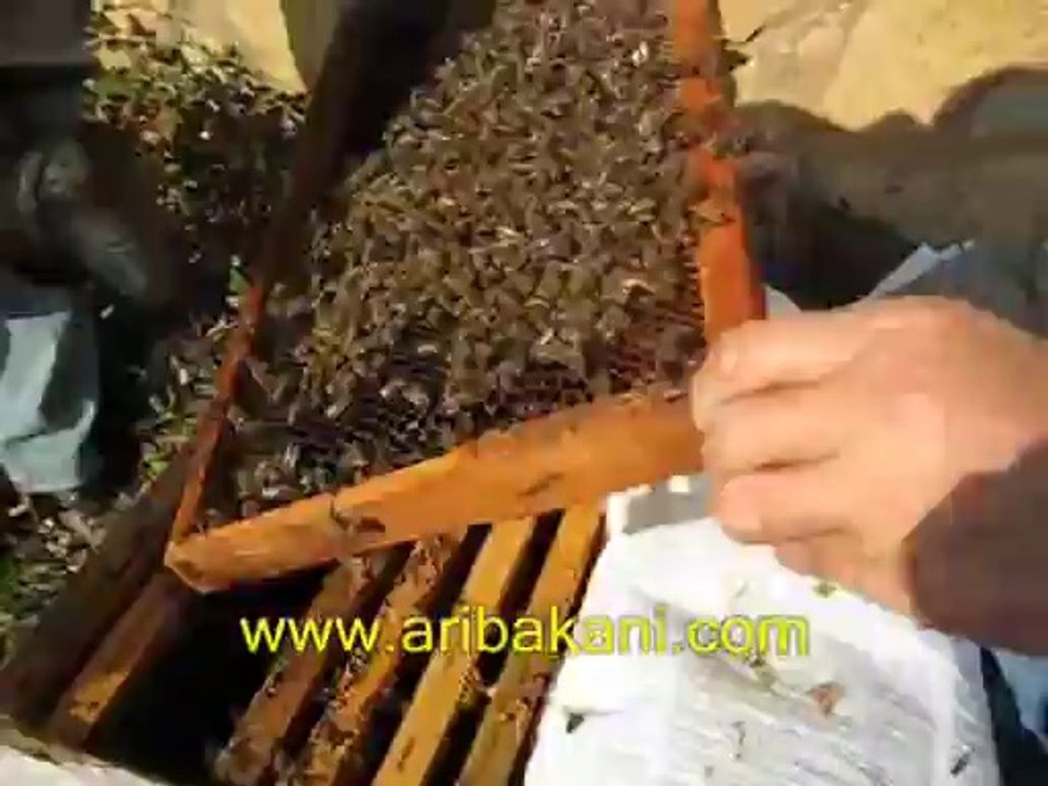 anasız koloniler