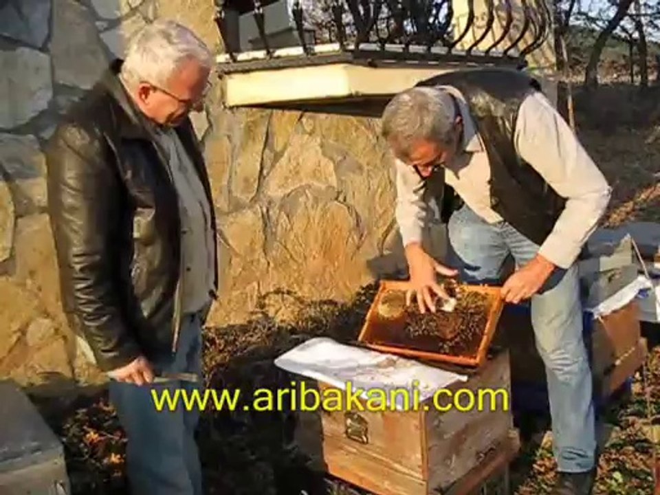 Anasız koloniye kafesle ana arı vermek