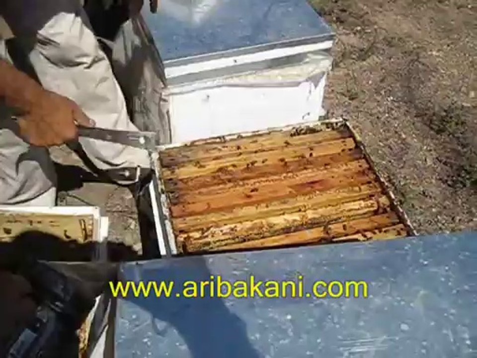 Arıcılık ve koloni yavru düzeni