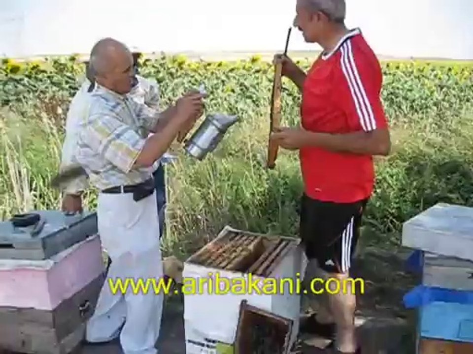 ayçiçek bal sağımı