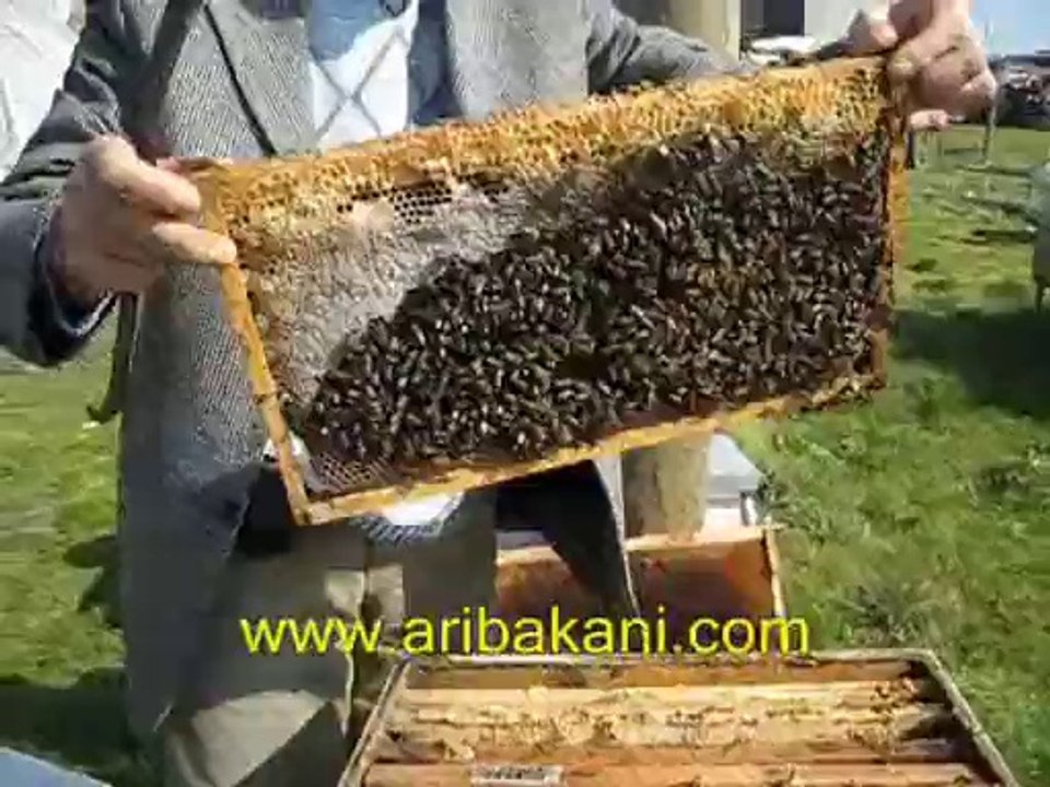 baharda koloni kontrolü