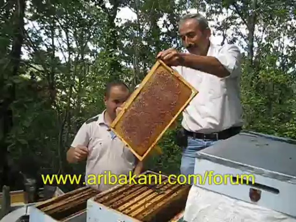 Bal hasadı 1