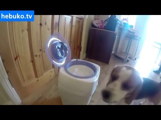 bebeğin altını değiştirmeye yardım eden köpek! her anne adayına lazım:)