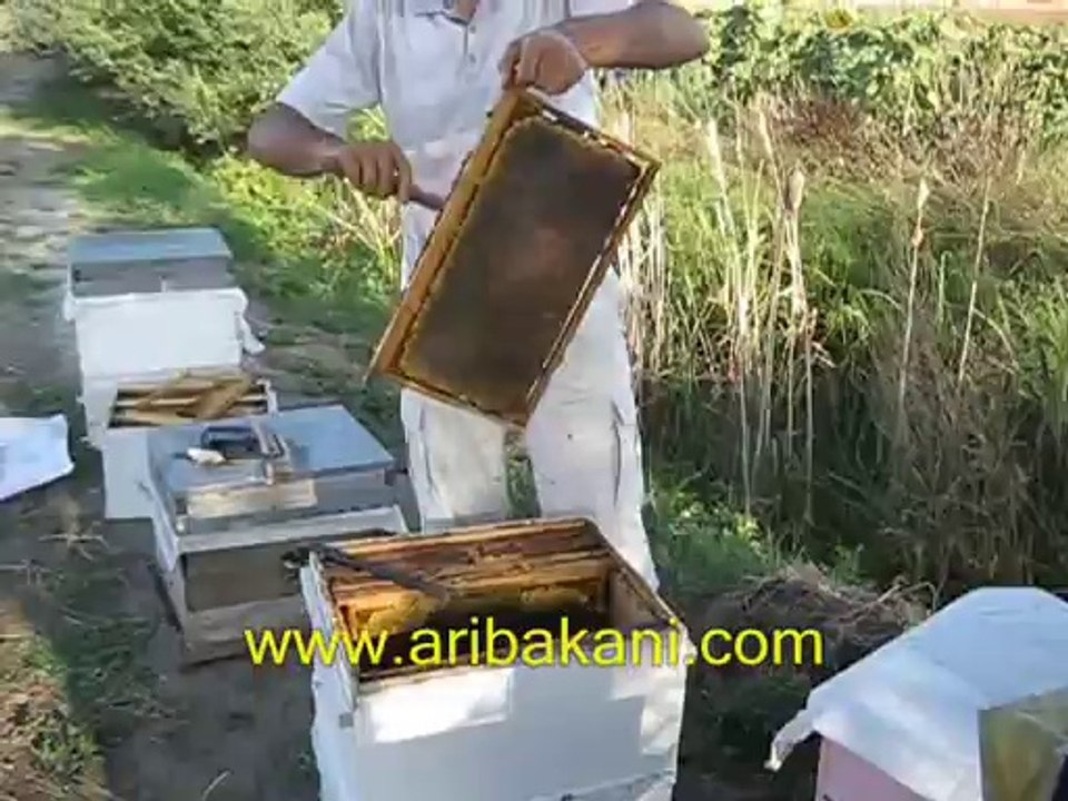 Bal hasadı 2012 trakya