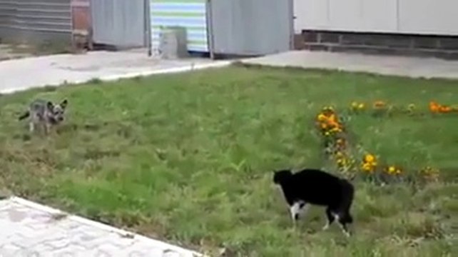 köpeğin gururuyla oynayan kedi! bu da yapılmaz be kedi kardeş :)