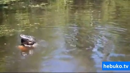 timsahlara kanka olan cesur adam