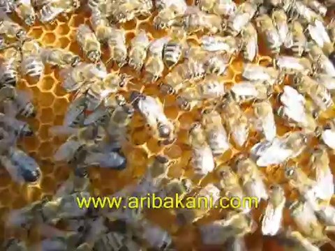 çiftleşme uçuşundan dönen kraliçe arı