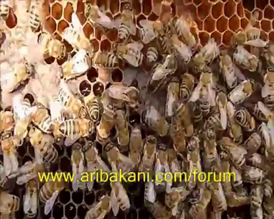 İki ana arılı kovan