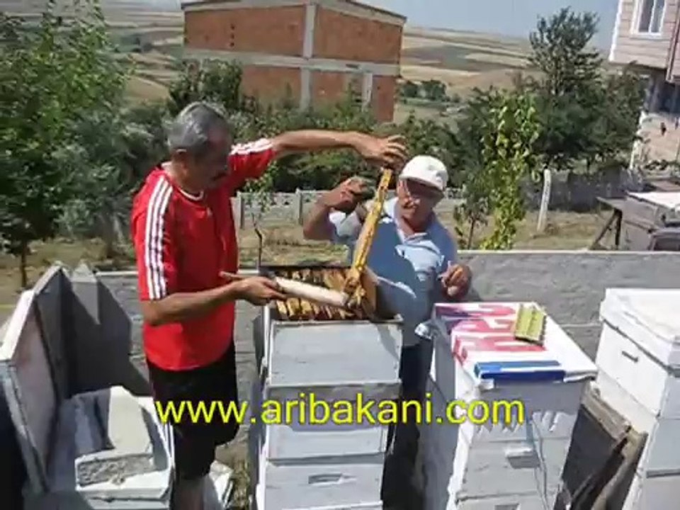 Kalfanın arıları