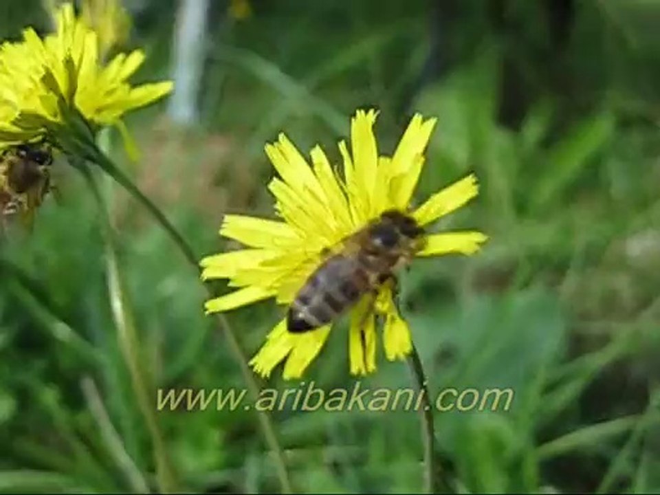 karahindiba cicegi ve ari