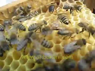 karniol f1 ana arısı çiftleşmi