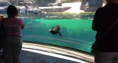 Sea Lion 'Worried' About Little Girl