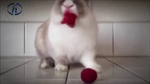 ahududu yiyen tavşan-komik video-komik hayvan videoları