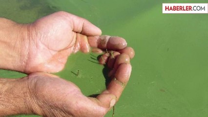 Yeşile Dönen Bafa Gölü Köpürdü