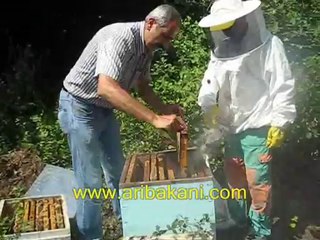 Kestane balı hasadı