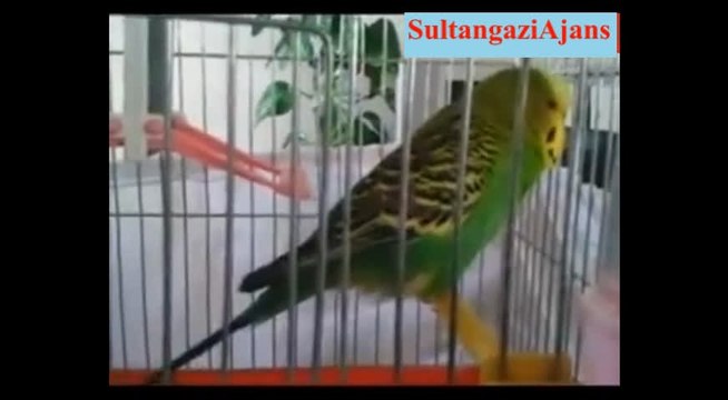 İhlas Suresini Baştan Sona Anlaşılır Şekilde Okuyan Kuş