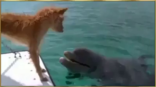 Dolphin Saves Dog
