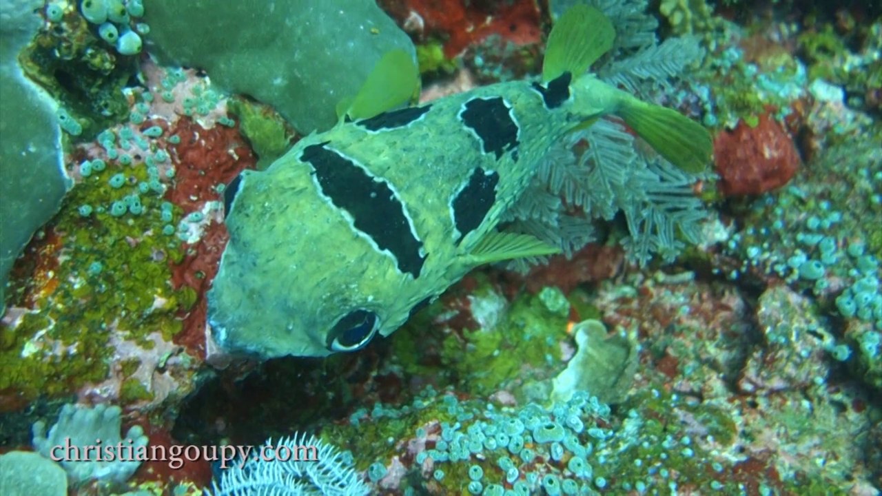 KOMODO DIVING BREAK - Club Subaquatique de Paris - MAI 2014