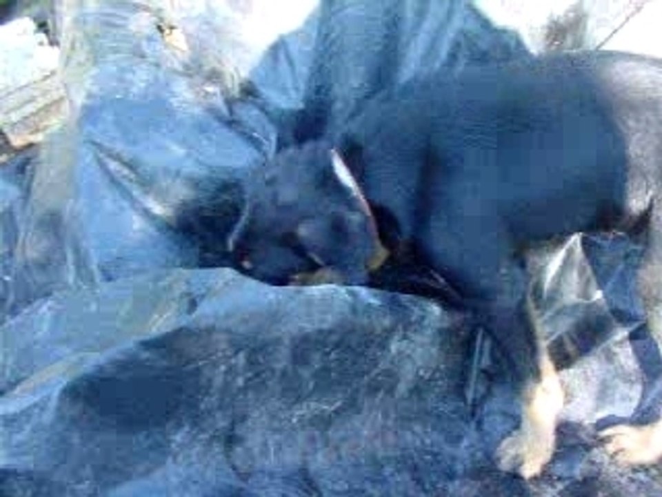 Bifidus joue à tarzan