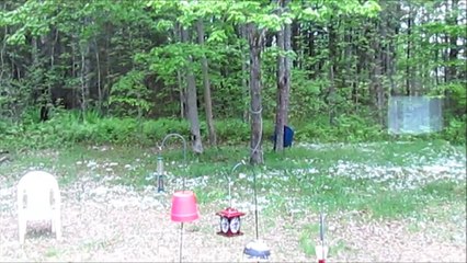 Hummingbird at Feeder