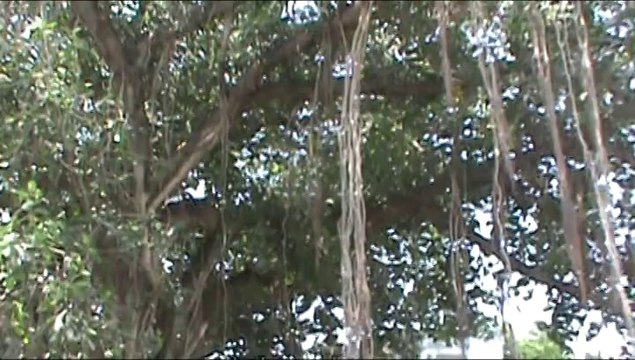 Video of Narali Tehsil Gujar Khan