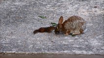 Cute Chipmunk Steals A Kiss From a Rabbit