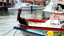 Weird and Freaky Pelican | Alien Bird Attacks!