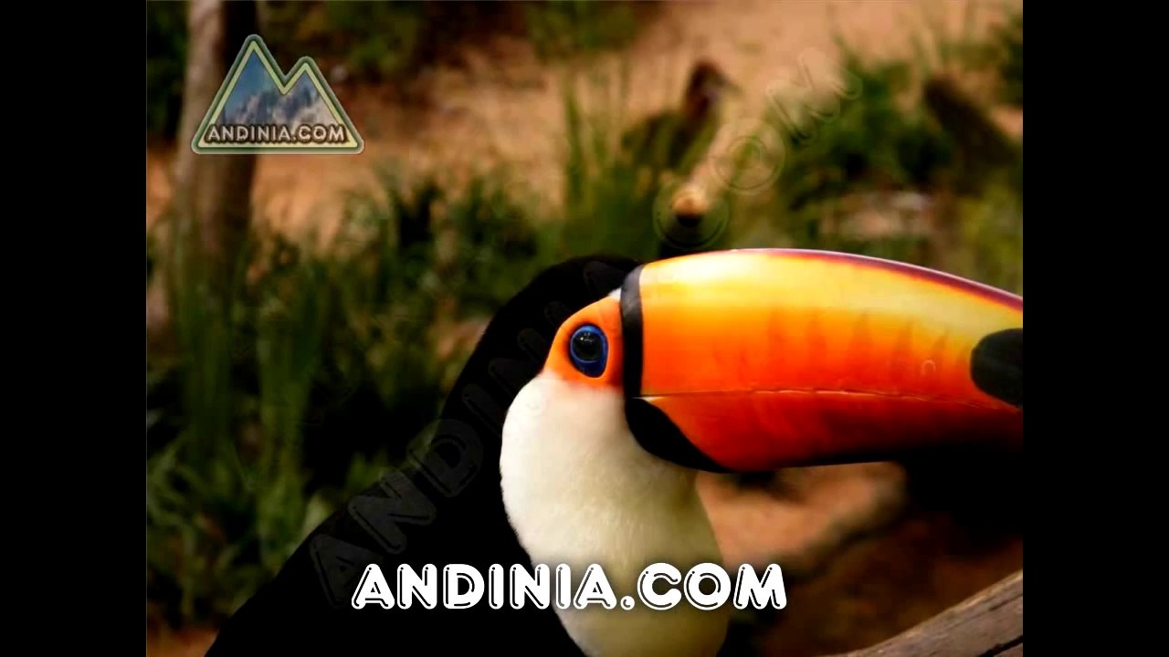 Tucan toco - (Ramphastos toco) - Toco Toucan - Tucano-toco - Toucan toco