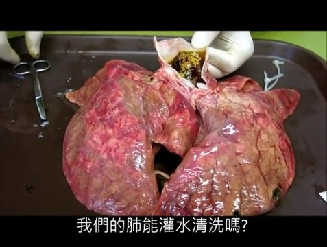 Scientific experiment: effect of tobacco in real lungs will make you feel nauseous