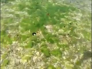 La mort du lagon ...