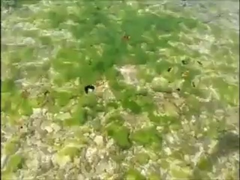 La mort du lagon ...