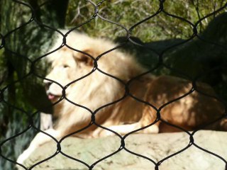 MIRZOO 003