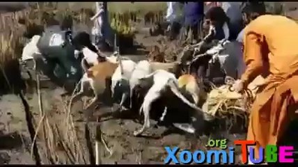 Dogs hunting a Lion - King of Jungle